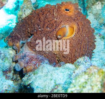 Close up view of Day Octopus, Puako dive site,Big Island of Hawaii. Stock Photo