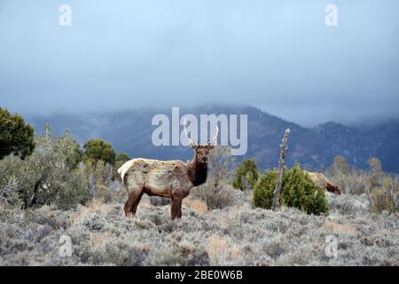 Cold Creek, Nevada, USA. 10th Apr, 2020. Two cow elks look on as they ...