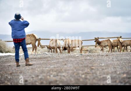 Cold Creek, Nevada, USA. 10th Apr, 2020. Two cow elks look on as they ...