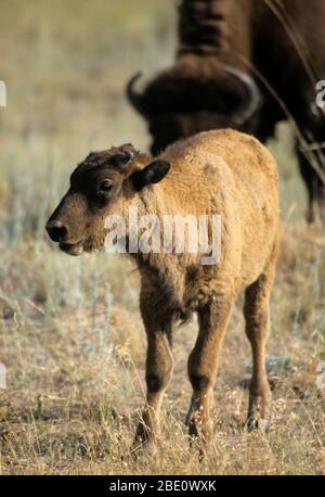 Bison calf, National Bison Range, Montana Stock Photo