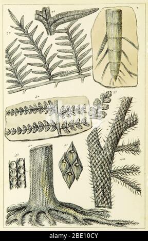 Paleozoic flora, including calamites. From 'Figures of Characteristic British Fossils' by W. H. Baily, 1867. A calamite is any member of the lineage of giant horsetails, which belonged to the Sphenopsida, an important part of late Paleozoic vegetation. Calamites grew to be tree-sized plants with but with whorled branches seen in modern horsetails. A calamite root can be seen at top right. The Paleozoic Era is the earliest of three geologic eras of the Phanerozoic Eon, spanning from roughly 541 to 252.17 million years ago. Stock Photo