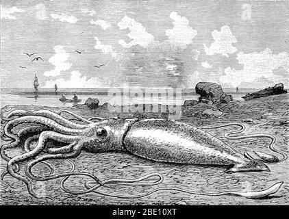The giant squid (genus Architeuthis) is a deep-ocean dwelling squid in the family Architeuthidae. Giant squid can grow to a tremendous size due to deep-sea gigantism: recent estimates put the maximum size at 43 feet for females and 33 feet for males from the posterior fins to the tip of the two long tentacles. The mantle is about 6.6 feet long (more for females, less for males), and the length of the squid excluding its tentacles (but including head and arms) rarely exceeds 16 feet. Claims of specimens measuring 66 feet or more have not been scientifically documented. Tales of giant squid have Stock Photo