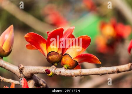 Fire red Kapok flower in Hong Kong Stock Photo