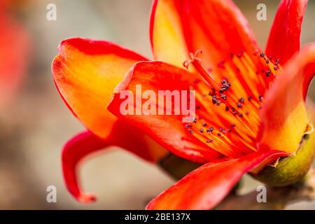 Fire red Kapok flower in Hong Kong Stock Photo