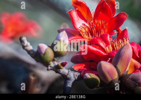 Fire red Kapok flower in Hong Kong Stock Photo