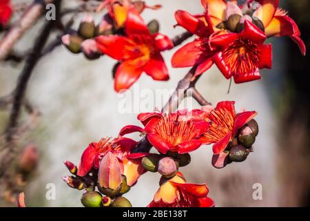 Fire red Kapok flower in Hong Kong Stock Photo