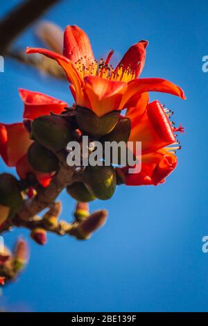 Fire red Kapok flower in Hong Kong Stock Photo