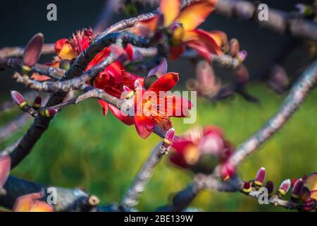 Fire red Kapok flower in Hong Kong Stock Photo