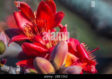 Fire red Kapok flower in Hong Kong Stock Photo