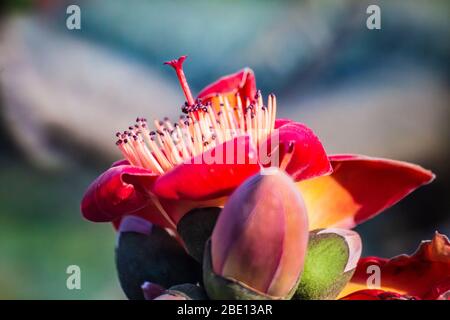 Fire red Kapok flower in Hong Kong Stock Photo