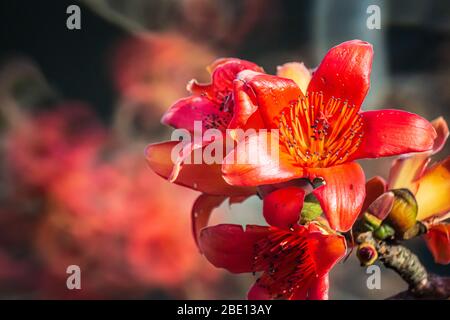 Fire red Kapok flower in Hong Kong Stock Photo