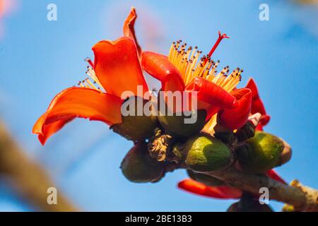 Fire red Kapok flower in Hong Kong Stock Photo