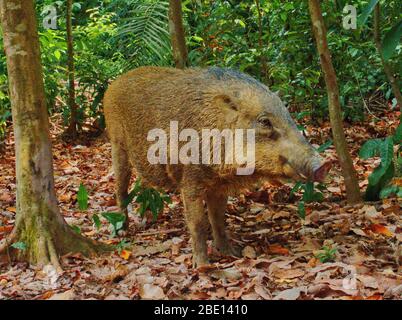 A wild boar can be spotted in the forest at Pulau Ubin island of Singapore. Stock Photo