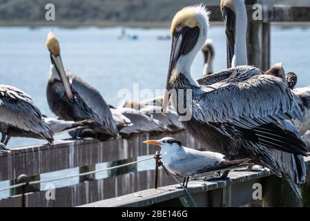 Brown pelicans and a royal tern roost along the dock railings at the GTM Research Reserve in Ponte Vedra Beach, Florida near St. Augustine. Stock Photo