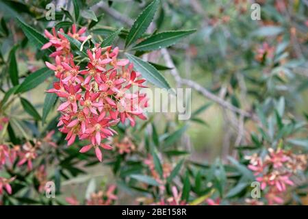 Australian Christmas Bush sepals which show when the petals fall. A distinguishing feature of this plant. Stock Photo