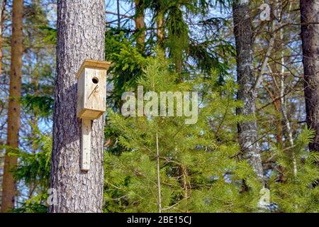 A homemade birdhouse hangs from a tree in a coniferous forest on a sunny day. Stock Photo