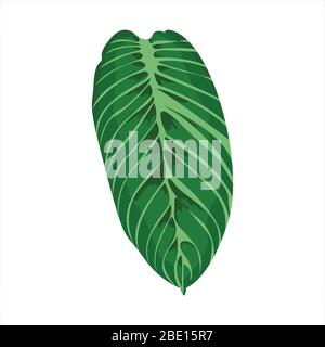 Botanical leaf clip art natural illustration Stock Vector