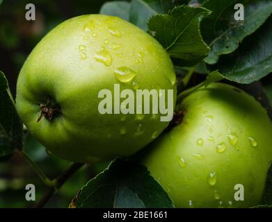 Two green apples on a tree Stock Photo
