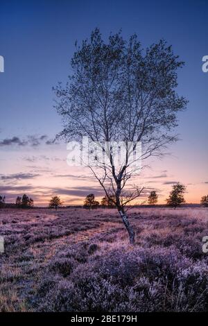 Sunset or sunrise on a field with purple wild lupines and cloudy sky in ...