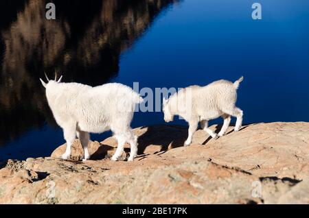Mountain goats, mother and baby, on a rock overlooking a dark blue lake Stock Photo