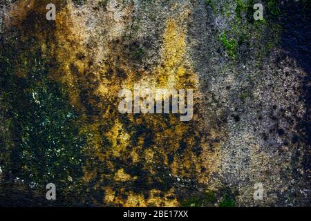 Green moss on concrete wall - background Stock Photo