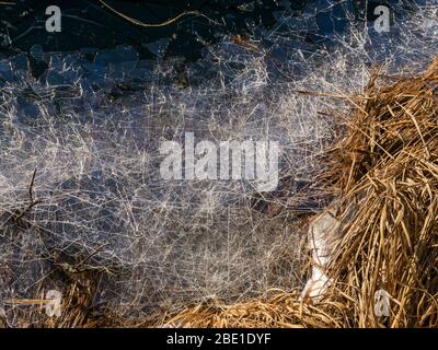 abstract picture background with dry grass, thin ice and water textures, the wind will be destroyed by ice on the coast Stock Photo
