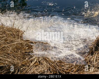 abstract picture background with dry grass, thin ice and water textures, the wind will be destroyed by ice on the coast Stock Photo