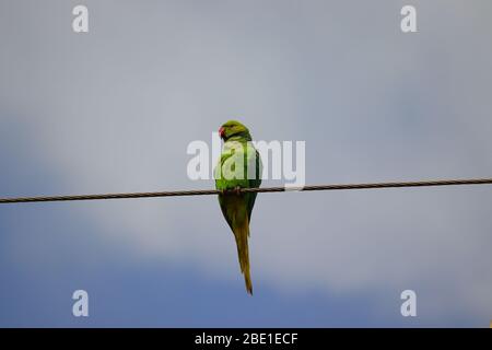 rose ringed parrot perching a wire against cloudy sky, bird watching Stock Photo