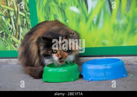 Angry homeless cat eats from a plate in the street Stock Photo