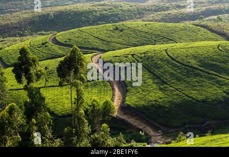 Tea plantation in hill country near Hatton, Sri Lanka Stock Photo