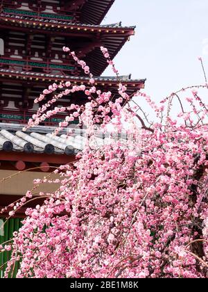 Plum tree in full bloom in a buddhist temple Stock Photo