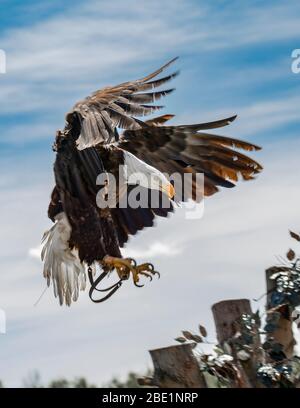 Bald Eagle coming in to land Stock Photo