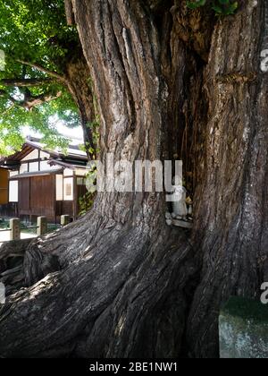 Takayama, Japan - October 6, 2015: 1250 year old ginkgo tree at Kokubunji temple Stock Photo