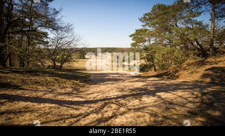 Dunes landscape on a sunny day in National Park Hoge Veluwe in the Netherlands. One of the major Dutch NP. Stock Photo