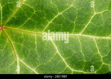 Detail of the Hedera helix, the common ivy Stock Photo