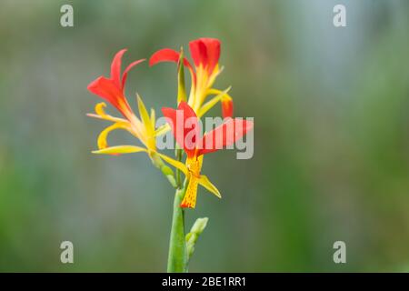 wild canna lily (Canna indica) flower closeup with orange and yellow petals in the Drakensberg. This is an alien invader plant in South Africa Stock Photo