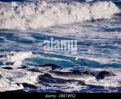 Seagull flying over Ocean waves crashing over onto jagged rocks Stock Photo