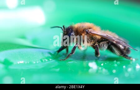 An exhausted bee feeding on sugar water Stock Photo