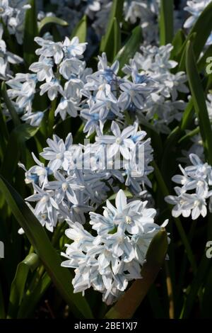 Russian snowdrop (Puschkinia scilloides var. libanotica), flowers Stock Photo