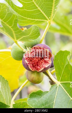 Fig fruits on a the branch of a fig tree burst open Stock Photo