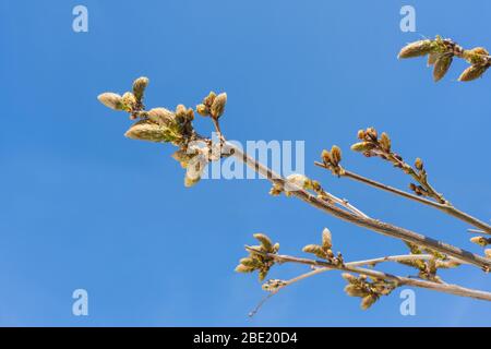 Wisteria flower buds against a plain blue sky background. UK Stock Photo