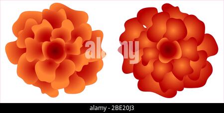 Chinese chrysanthemums. isolated on white background. for creating frames, banners and cards.. Stock Vector