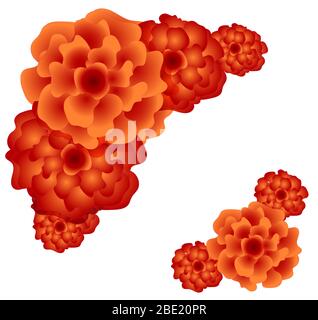 Frame with Chinese chrysanthemum on white background. Stock Vector