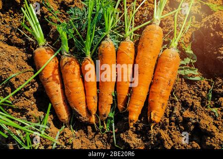 Bunch of freshly harvested carrots. Stock Photo