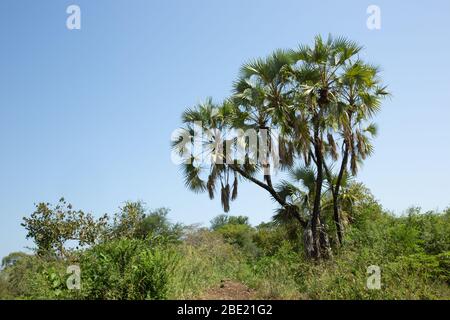 Doum Palm tree in Omo Valley in Mursi country, Ethiopia, Africa Stock Photo