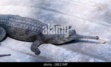 The gharial (Gavialis gangeticus), also known as the gavial, is a crocodilian in the family Gavialidae.