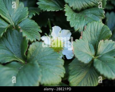 White and yellow blossom of a strawberry plant between green leaves Stock Photo