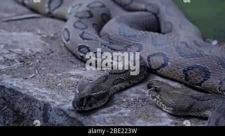 Australian Highly venomous Eastern Brown Snake in striking position Stock Photo