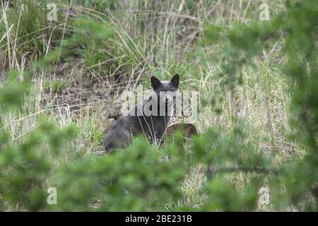 African wild cat (Felis silvestris libyca or Felis lybica) In the grass. This small, slender cat generally inhabits forested areas but can be found in Stock Photo