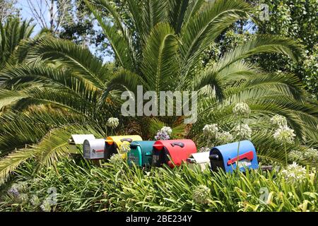 Mailboxes. Brightly coloured American style mail boxes in a row surrounded by Agapanthus and a palm tree. North Island, New Zealand. Full frame.